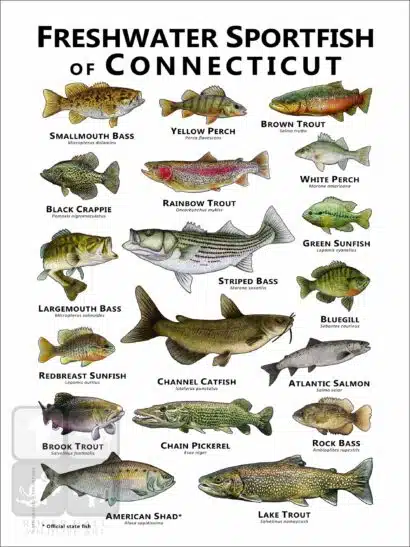 Freshwater Sportfish of Connecticut Poster Print - Image 2