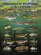 Poster design featuring various species of sportfish found in Georgia
