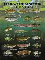 Poster design featuring various species of sportfish found in Georgia