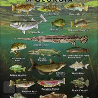 Poster design featuring various species of sportfish found in Georgia