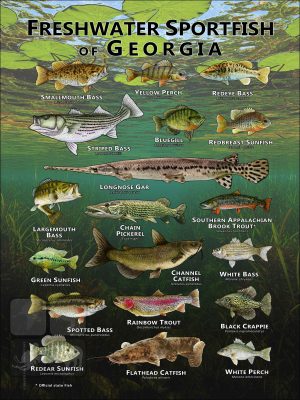 Poster design featuring various species of sportfish found in Georgia