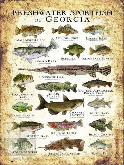 Freshwater Sportfish of Georgia Poster Print - Image 3