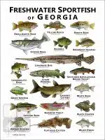 Freshwater Sportfish of Georgia Poster Print - Image 2