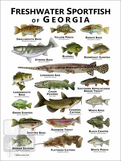 Freshwater Sportfish of Georgia Poster Print - Image 2