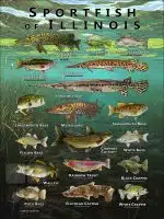 Poster design featuring various species of sportfish native to Illinois