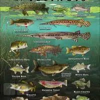 Poster design featuring various species of sportfish native to Illinois