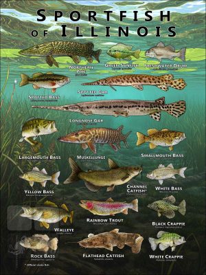 Poster design featuring various species of sportfish native to Illinois