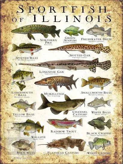 Sportfish of Illinois Poster Print - Image 3