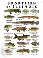 Sportfish of Illinois Poster Print - Image 2