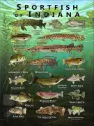 Poster design featuring various species of sportfish native to Indiana