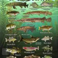 Poster design featuring various species of sportfish native to Indiana