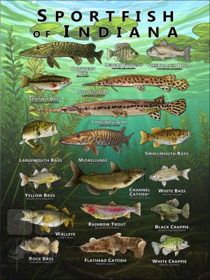 Poster design featuring various species of sportfish native to Indiana