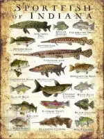 Sportfish of Indiana Poster Print - Image 3