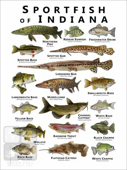 Sportfish of Indiana Poster Print - Image 2