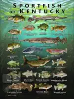 Poster design featuring various species of sportfish found in Kentucky