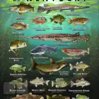 Poster design featuring various species of sportfish found in Kentucky