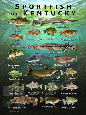 Poster design featuring various species of sportfish found in Kentucky