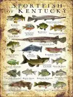 Sportfish of Kentucky Poster Print - Image 3