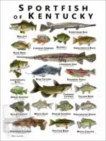 Sportfish of Kentucky Poster Print - Image 2