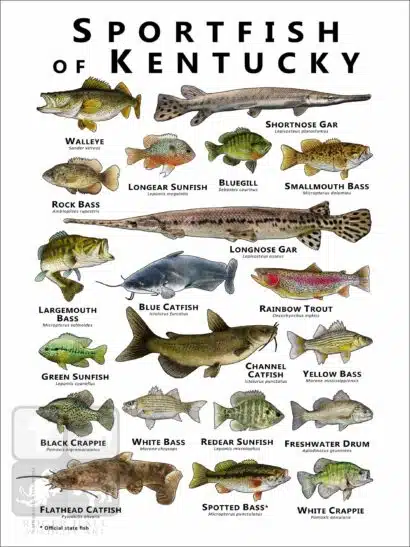 Sportfish of Kentucky Poster Print - Image 2