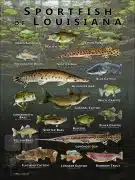Poster design featuring various species of sportfish found in Louisiana
