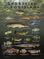 Poster design featuring various species of sportfish found in Louisiana