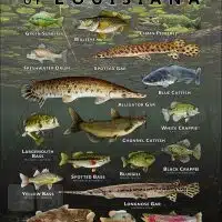 Poster design featuring various species of sportfish found in Louisiana