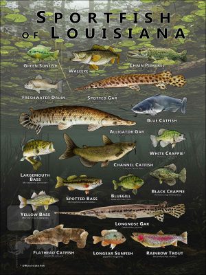 Poster design featuring various species of sportfish found in Louisiana