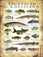 Sportfish of Louisiana Poster Print - Image 2