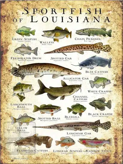 Sportfish of Louisiana Poster Print - Image 2