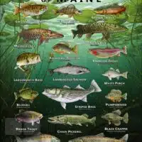 Poster design featuring various species of sportfish native to Maine