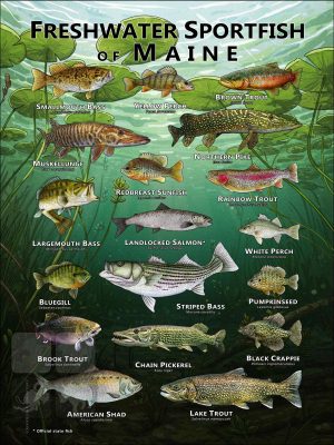 Poster design featuring various species of sportfish native to Maine