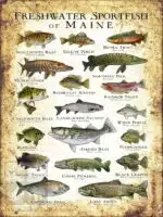 Freshwater Sportfish of Maine Poster Print - Image 3