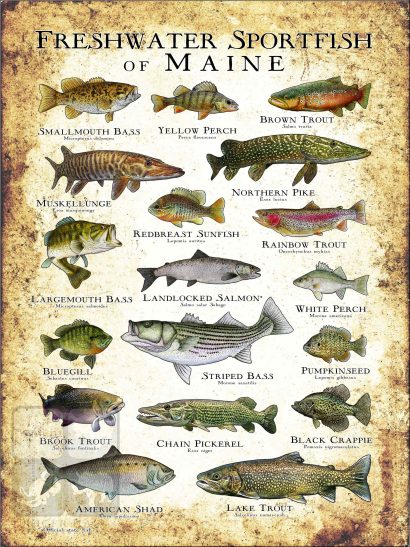 Freshwater Sportfish of Maine Poster Print - Image 3