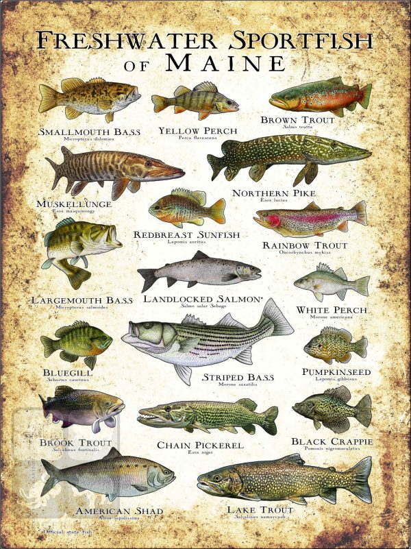 Freshwater Sportfish of Maine Poster Print - Image 3