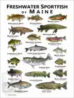Freshwater Sportfish of Maine Poster Print - Image 2