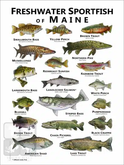 Freshwater Sportfish of Maine Poster Print - Image 2