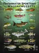 Poster design featuring various species of sportfish native to Massachusetts