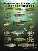 Poster design featuring various species of sportfish native to Massachusetts
