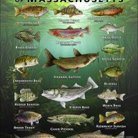 Poster design featuring various species of sportfish native to Massachusetts