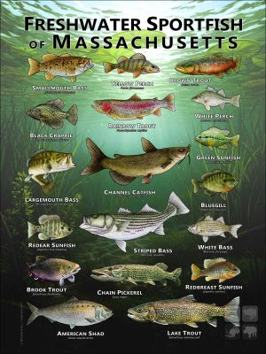 Poster design featuring various species of sportfish native to Massachusetts