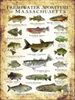 Freshwater Sportfish of Massachusetts Poster Print - Image 3