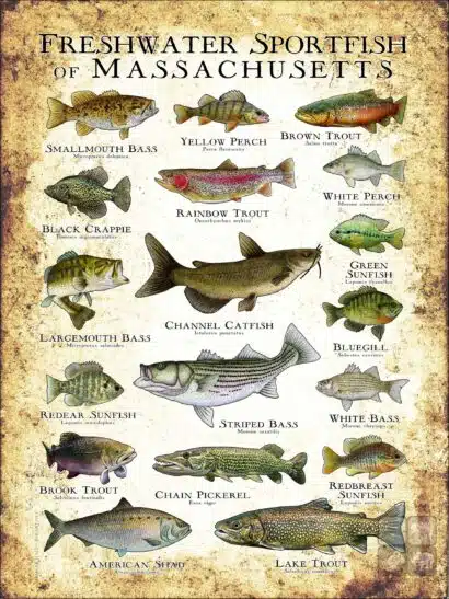 Freshwater Sportfish of Massachusetts Poster Print - Image 3