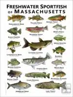 Freshwater Sportfish of Massachusetts Poster Print - Image 2
