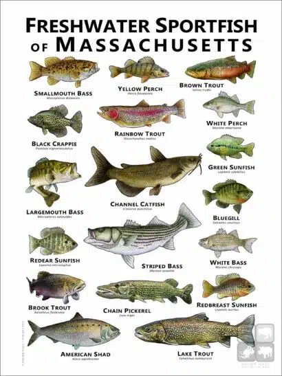 Freshwater Sportfish of Massachusetts Poster Print - Image 2