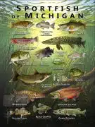 Poster design featuring various species of sportfish native to Michigan
