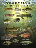 Poster design featuring various species of sportfish native to Michigan