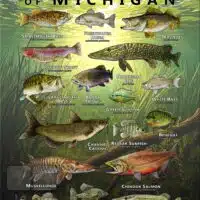 Poster design featuring various species of sportfish native to Michigan