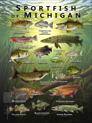 Poster design featuring various species of sportfish native to Michigan
