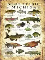 Sportfish of Michigan Poster Print - Image 3